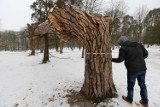 Nienaturalnie połamane drzewo w Parku Konstytucji [ZDJĘCIA]