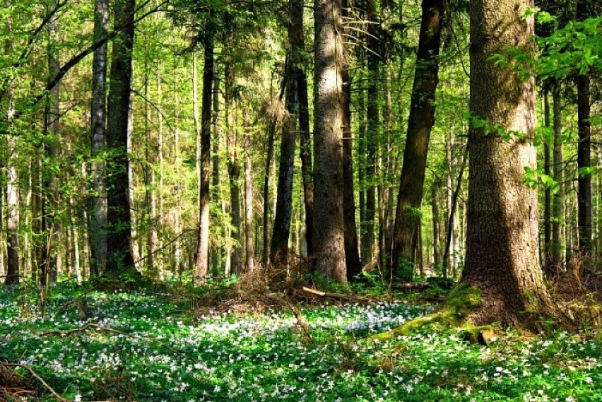 Białoweski Park Krajobrazowy istnieje od ponad 80 lat.