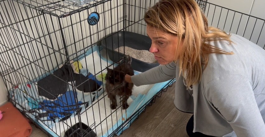 Fundacja PSYstań dla zwierząt z Gorlic otworzyła szpital dla chorych i bezdomnych kotów. Dzisiaj leczy w nim pięciu pacjentów