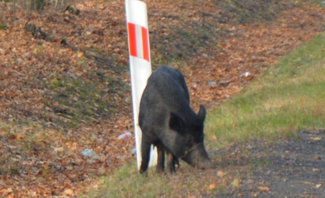 Uwaga na stado dzików pasące się w lesie w miejscowości Krępa