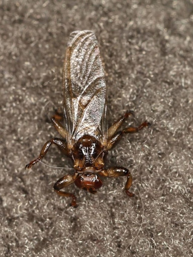 Strzyżaki sarnie przez wielu nazywane są latającymi kleszczami. Czy trzeba się obawiać tych owadów?