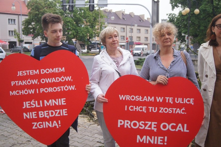 Protest przeciwko wycince drzew w Radomsku. Dawid Wawryka i...