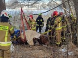 Tragedia niedaleko Żnina. Konie utopiły się w jeziorze. Prawdopodobnie wystraszyły się wilków [zdjęcia]