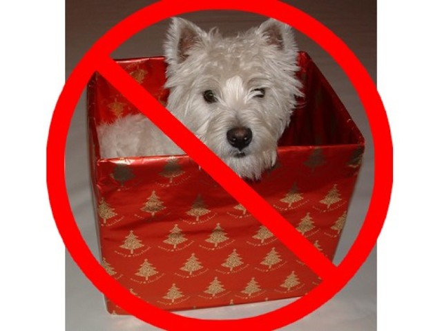 Pies w prezencie dla kogoś, kto ma alergię na zwierzęta to zdecydowanie nietrafiony prezent / fot. sxc.hu