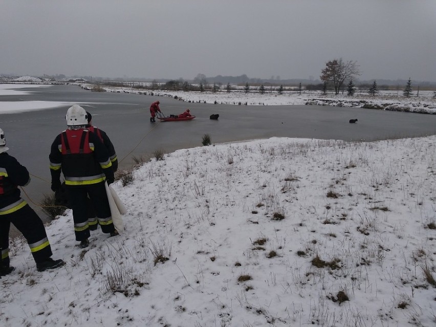 Strażacy ratowali uwięzione na lodzie barany, 10 II 2018