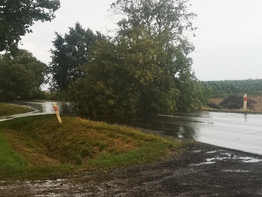 Burza w Szadku. Powalone drzewa zablokowały drogę w kierunku...