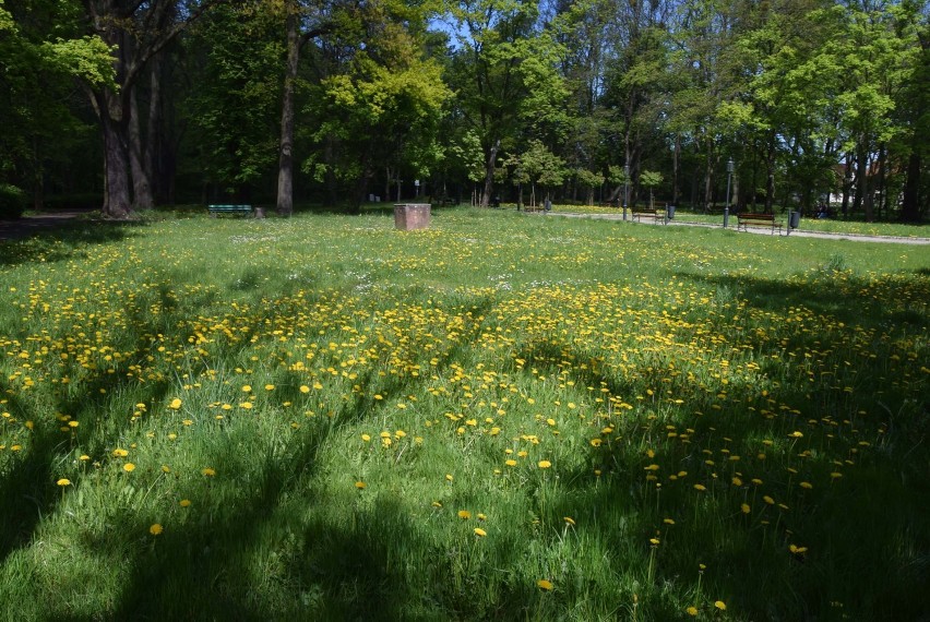 Malbork. Tak wygląda wiosna w Parku Miejskim i okolicy [ZDJĘCIA]. Spacer - tak, ale z zachowaniem środków ochrony osobistej i dystansu