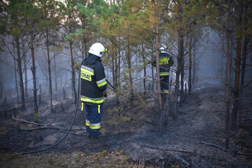 Pożar lasu wybuchł w lesie przy drodze w stronę Dębna. Na...