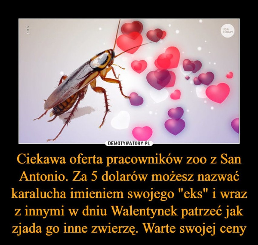 Zobacz Walentynki w krzywym zwierciadle. Oto memy! 