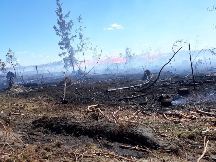 Pożar lasu w okolicach Mylofa (Kruszka) koło Rytla...