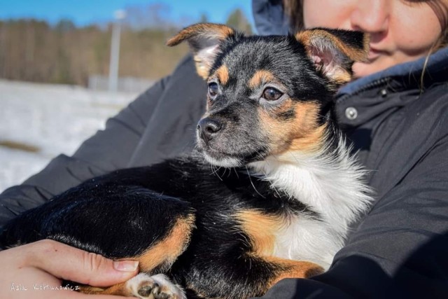 Bezdomne psy polecają się do adopcji. Zobacz zdjęcia, może na nim jest Twój nowy domownik? Na zdjęciu urocza suczka, psie dziecko ze schroniska w Radomiu. Na kolejnych zdjęciach w galerii psy z radomskiego schroniska, które czekają na adopcję.