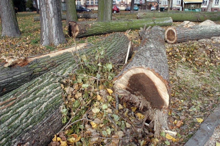 Wycięto drzewa przy WOK-u.