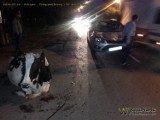 Wypadek w Połczynie. Kierowca forda potrącił krowę | ZDJĘCIA, WIDEO