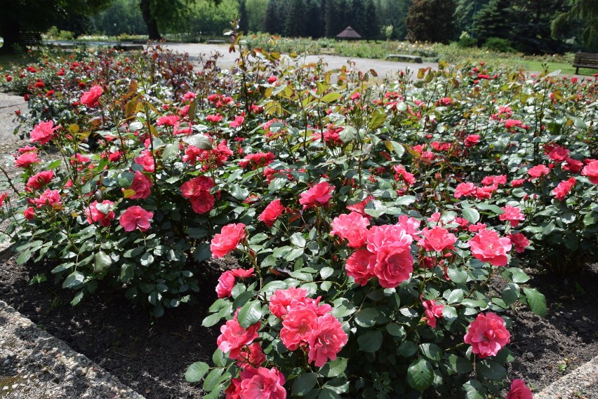 Róże zakwitły w Parku Śląskim