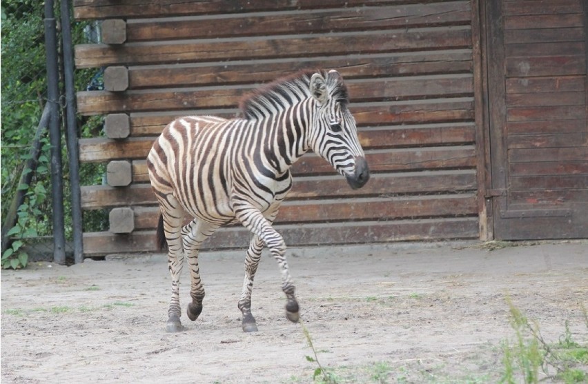 W myślęcińskim ZOO pojawił się nowy mieszkaniec. Tym razem aż z Czech [zdjęcia] 