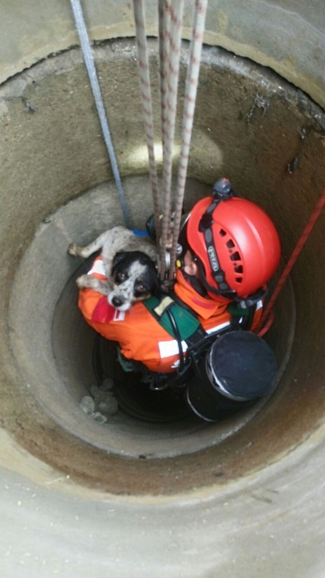 Pies wpadł do studni w Jastrzębiu