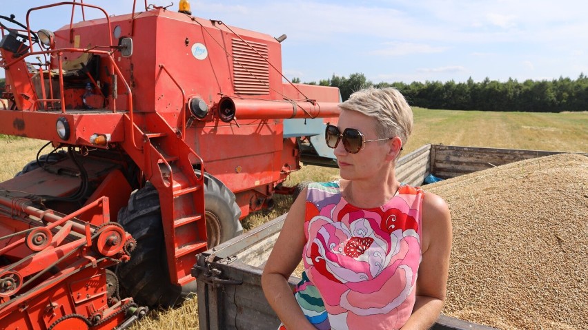 Powiat chełmski. Tak wyglądają żniwa w gminie Leśniowice. Pani wójt zajrzała na pola. Zobacz zdjęcia