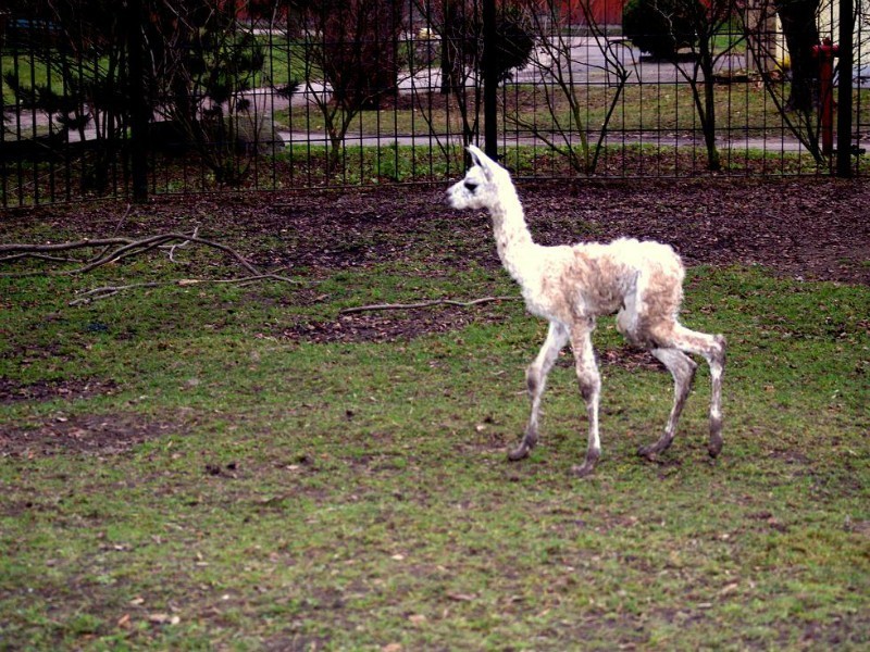 KRÓTKO: W Śląskim Ogrodzie Zoologicznym urodził się gwanako z rodziny wielbłądowatych