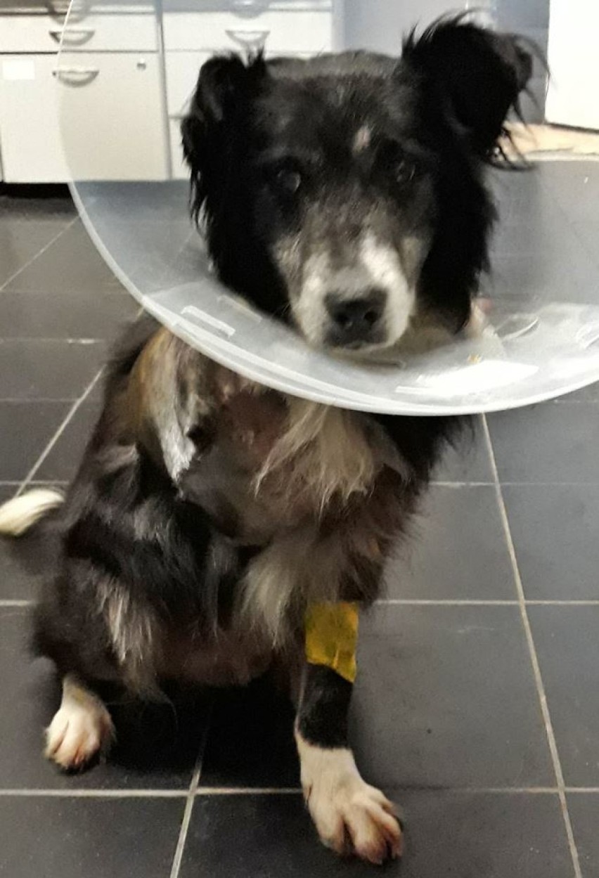 Malbork. Ten pies zapłacił amputacją łapy za brak odpowiedniej opieki. Reks prosi o pomoc w sfinansowaniu kosztów operacji