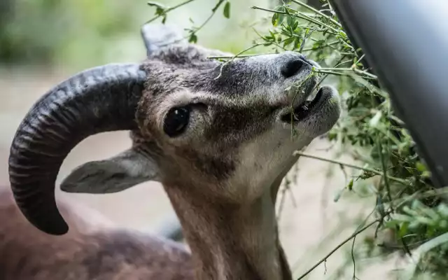 Zoo w Bydgoszczy.