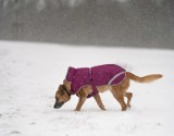 Lubelskie. Cztery łapy nie chronią przed mrozem. Jak pomóc zwierzętom podczas minusowych temperatur?