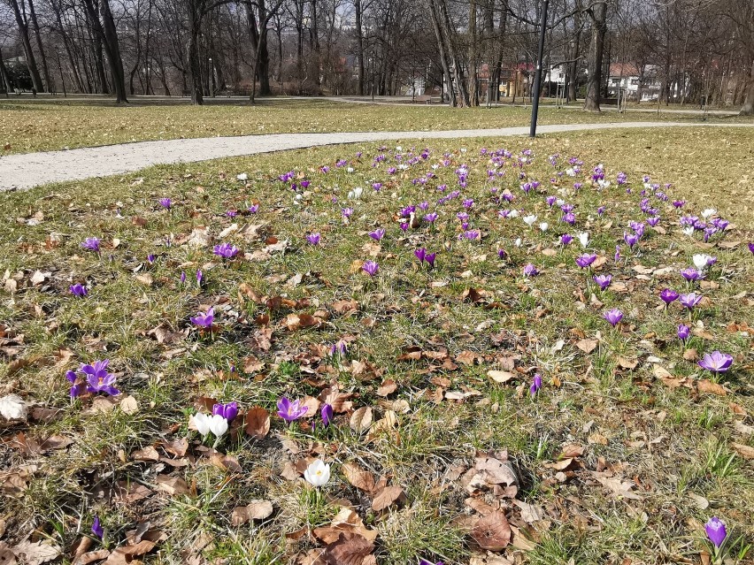 Wiosna w pełni. Pierwsze krokusy pojawiły się w parku w...