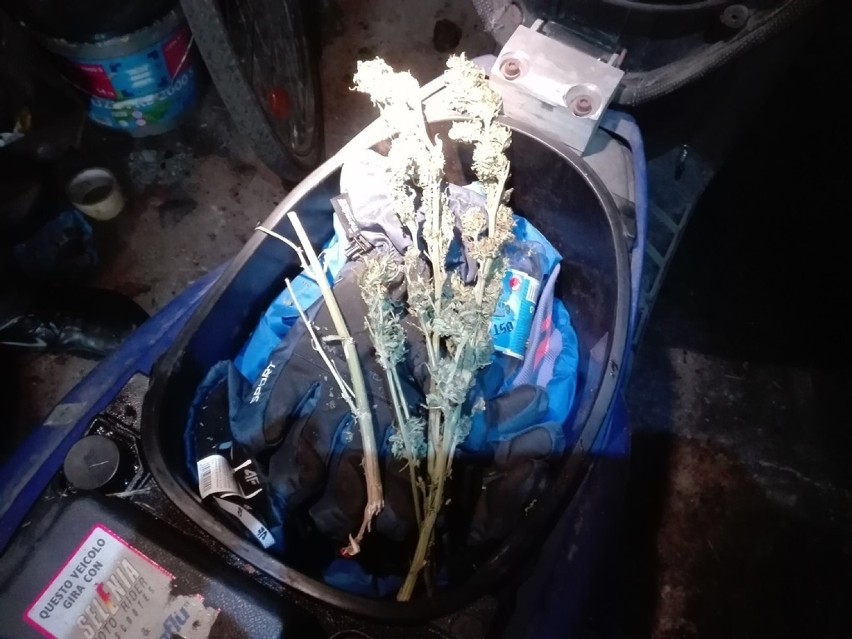 Policjanci znaleźli kilogram narkotyków u dwóch mieszkańców gminy Żnin [zdjęcia]