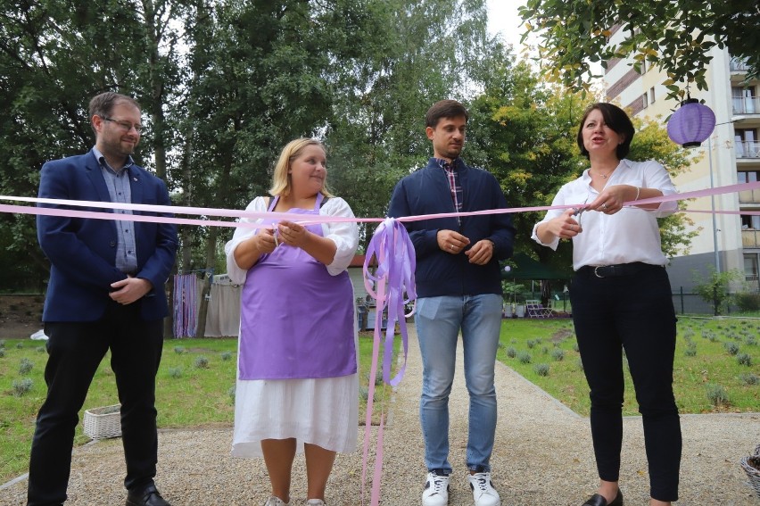 Lawendowy ogród w Katowicach został otwarty. To największy...