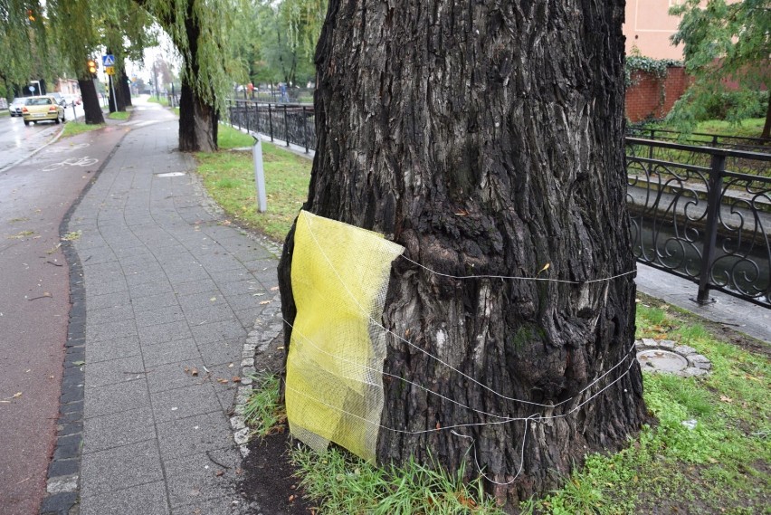 Pruszcz Gdański. Pomnik przyrody z żółciakiem. Pruszczanka twierdzi, że urząd nic nie robi, urzędnicy odpowiadają |ZDJĘCIA