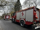 Nietypowe interwencje strażaków z Wałbrzycha i regionu: Wypadek grzybiarza, kobieta w rzece, niechciani goście na dachu i w kurniku 