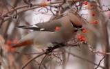 Zimowe Ptakoliczenie w Przedborskim Parku Krajobrazowym. Służba parku zaprasza wszystkich chętnych