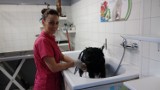 Psia fryzjerka z Gorzowa potrafi robić cuda. Zobacz psy przed i po stylizacji. Co za odmiana! [GALERIA]
