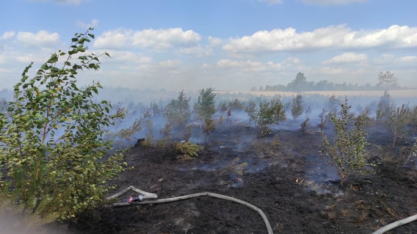 Pożary lasów wokół Szczecinku. Jest sucho jak pieprz [zdjęcia]