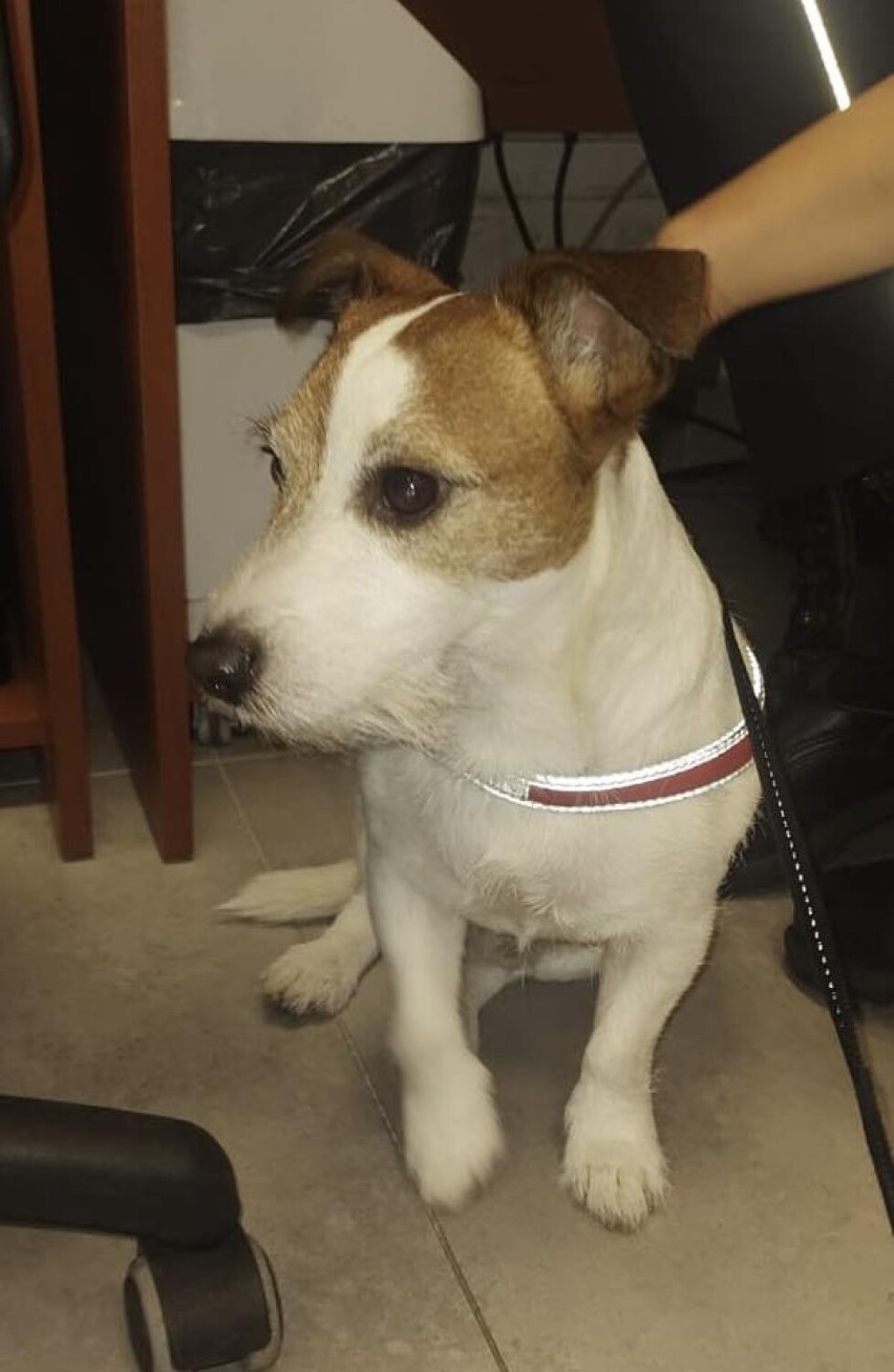 Gniezno. Spod sklepu ukradł psa rasy jack russel terier