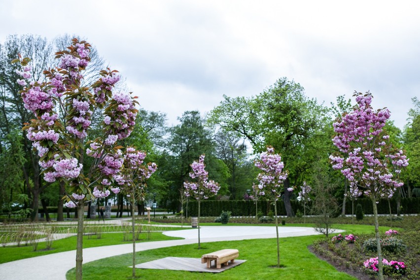 W Parku Oliwskim zakwitł ogród japoński. ZOBACZ jak! [ZDJĘCIA]