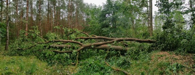 Na terenach Nadleśnictwa Goleniów wiatr połamał między innymi dęby