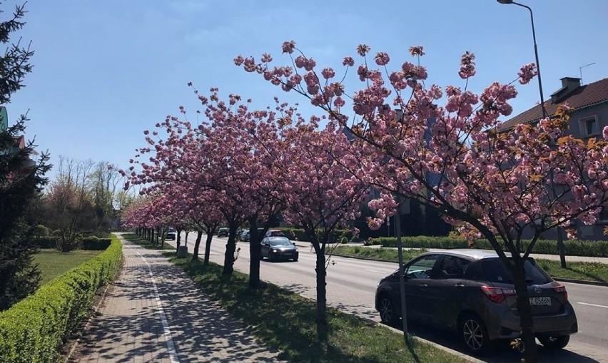 Ulica Prosta w Zielonej Górze została obsypana różowymi...