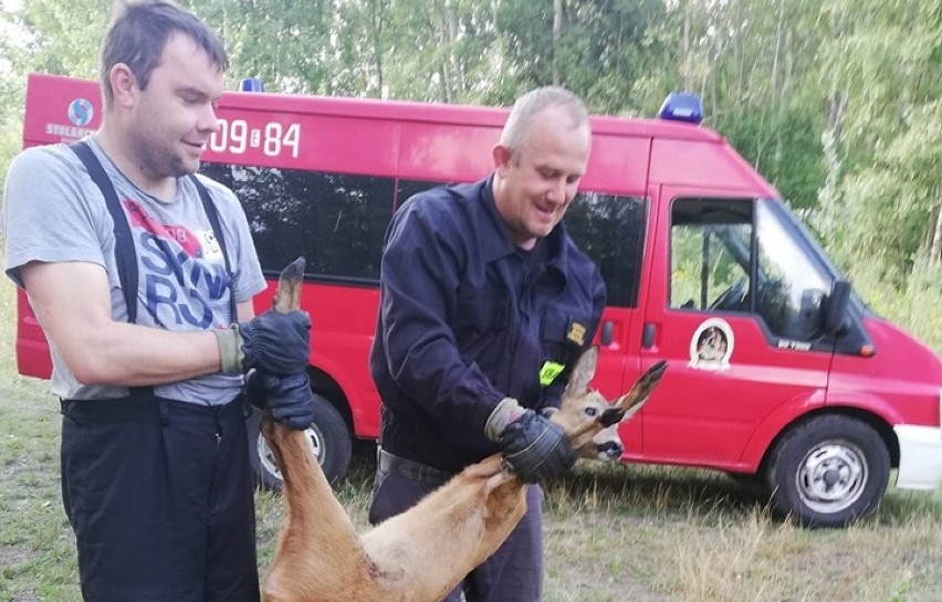 Powiat bełchatowski: Wystraszona sarna biegała po zajezdni dworca