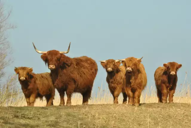 Pochodzące w prostej linii od tura krowy rasy Scottish Highland w Parku Natury Zalewu Szczecińskiego