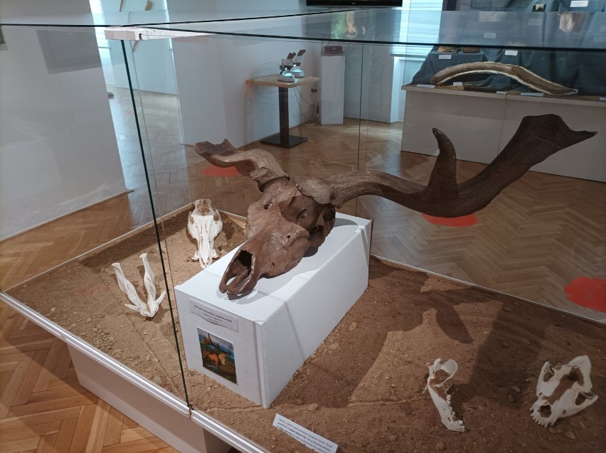 Czaszki wymarłych zwierząt na wystawie w Muzeum Miejskim.