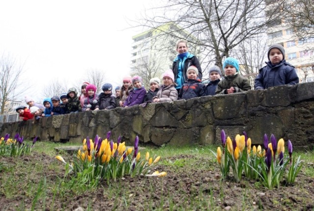Szczecińskie przedszkole tonie w kwiatach, rozkwitło 500 krokusów