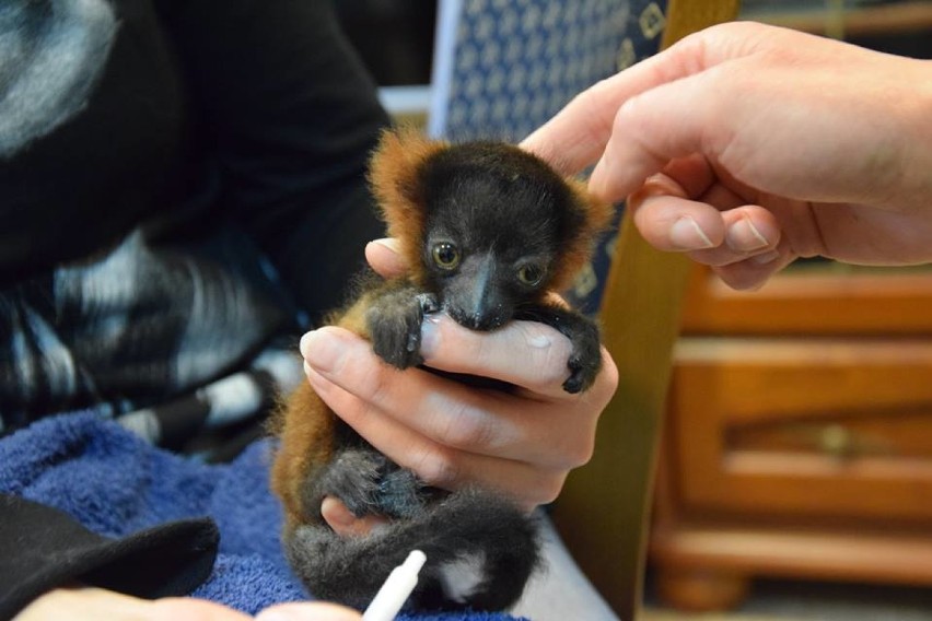 Mały lemur pod ludzką opieką