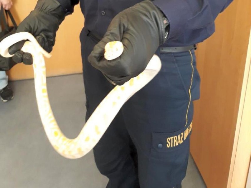Mężczyzna otworzył paczkę i znalazł w niej... metrowego węża! 