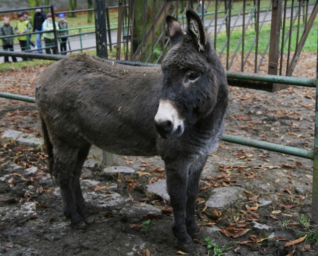 Osioł Michał