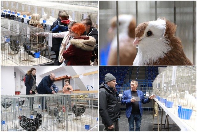 Wystawa gołębi ozdobnych ras europejskich, drobiu ozdobnego i królików w hali OSiR we Włocławku, 19 listopada 2022 roku.