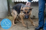 Nielegalna hodowla psów w Puszczykowie zlikwidowana [ZDJĘCIA]