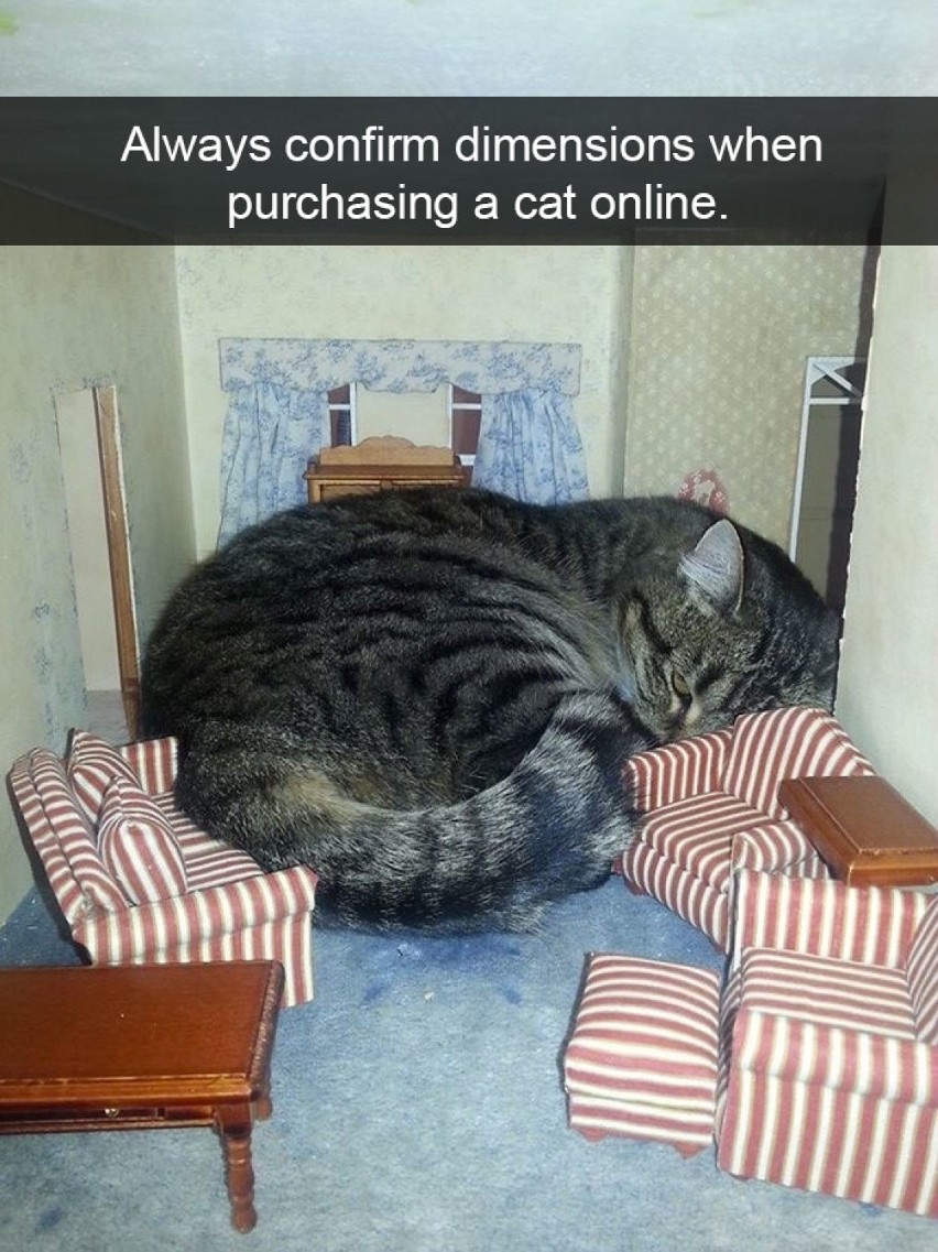 "Przy kupowaniu kota w internecie zawsze zwracajcie uwagę na wymiary"
