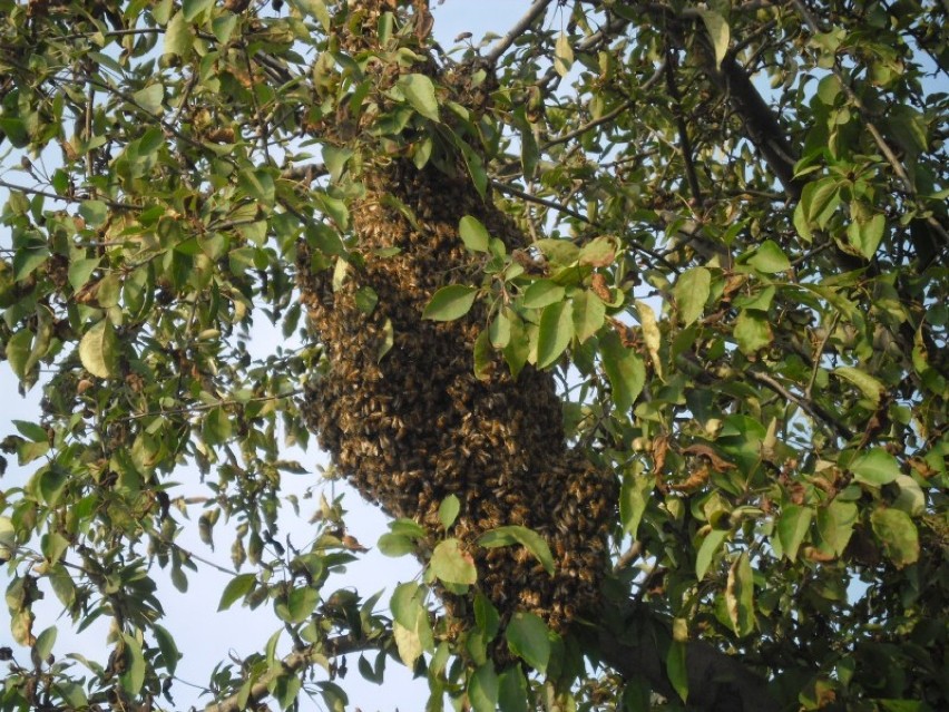 Rój pszczół na Rolniczej (FOTO)