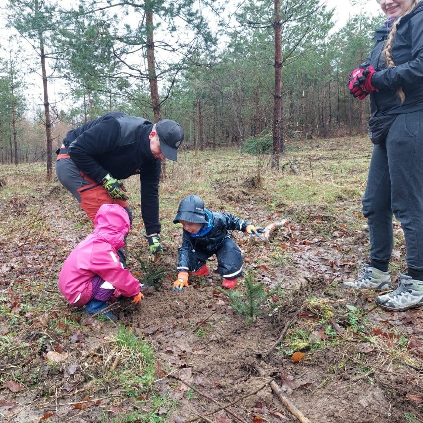 Młodzi i starsi ochotnicy z OSP Przywidz sadzili las. W kilka godzin posadzili 900 jodeł!