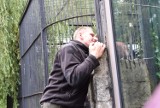 Puma z Jury trafiła do śląskiego zoo. Weteran z Afganistanu: Będę o nią walczył